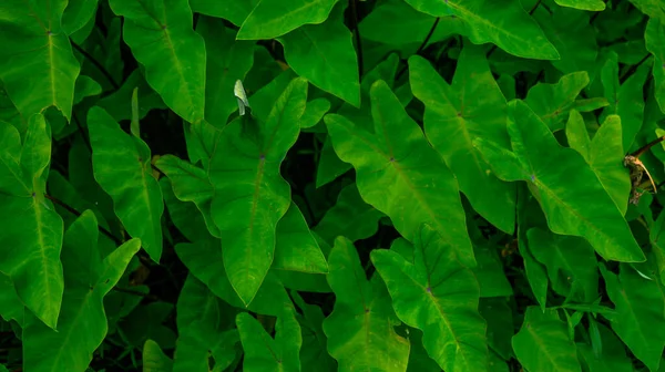 Quadro Colocasia Esculenta Alocasia Taro Nome Local Desta Árvore Bangladesh — Fotografia de Stock