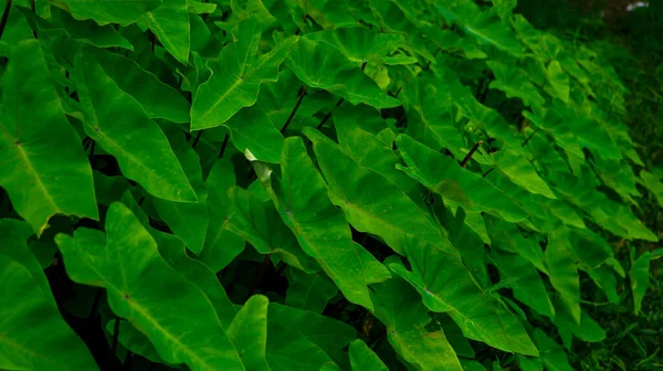 Das Bild Von Colocasia Esculenta Alocasia Oder Taro Der Lokale — Stockfoto