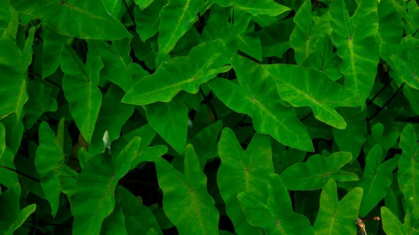 Das Bild Von Colocasia Esculenta Alocasia Oder Taro Der Lokale — Stockfoto