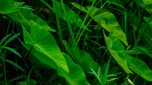 Quadro Colocasia Esculenta Alocasia Taro Nome Local Desta Árvore Bangladesh — Fotografia de Stock