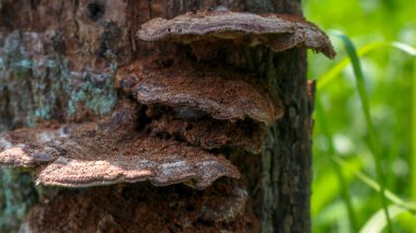 Yaşlı ağaçlar termit yuvaları ve mantarlarla kaplıdır. Eski saraylara benziyor..