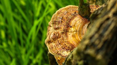 Yaşlı ağaçlar termit yuvaları ve mantarlarla kaplıdır. Eski saraylara benziyor..