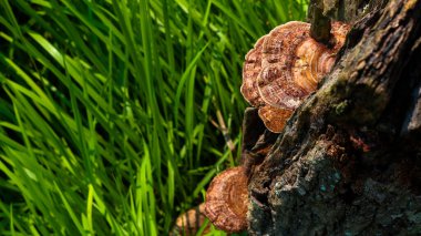 Yaşlı ağaçlar termit yuvaları ve mantarlarla kaplıdır. Eski saraylara benziyor..