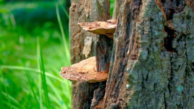 Yaşlı ağaçlar termit yuvaları ve mantarlarla kaplıdır. Eski saraylara benziyor..