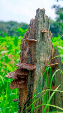 Eski Kırık Ağaç Damlası ve Doğal Mantar Kaplanmış Yosun Mantarı.