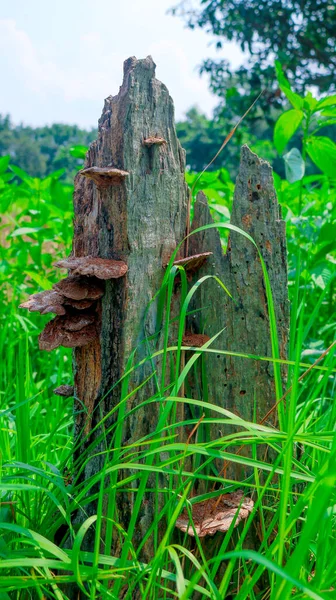 Kırık Ağaç Kökünün Yakın Çekimi ve Doğal Mantar Kaplanmış Yosun Mantarı.