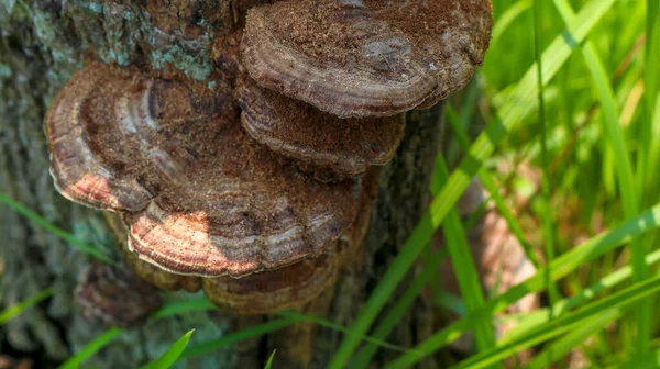 Árvores Velhas São Cobertas Com Ninhos Cupins Fungos Parecem Palácios Fotografias De Stock Royalty-Free