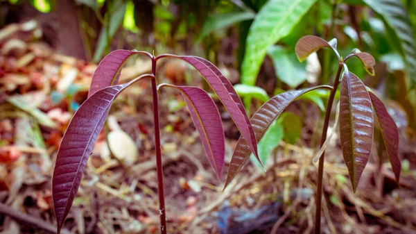 Beautiful Natural Baby Mango Plant Young Shoots Growing Mango Trees — Stock Photo, Image