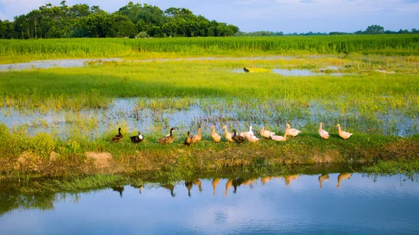 A Beautiful Image of the nature of Bengal. Here the ducks play in the water of the pond. The nature mixed with green and blue is mixed among the people here.