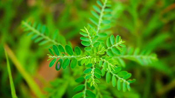 Grüne Blätter Von Bäumen Auf Landwirtschaftlichen Flächen Ist Eine Graspflanze — Stockfoto