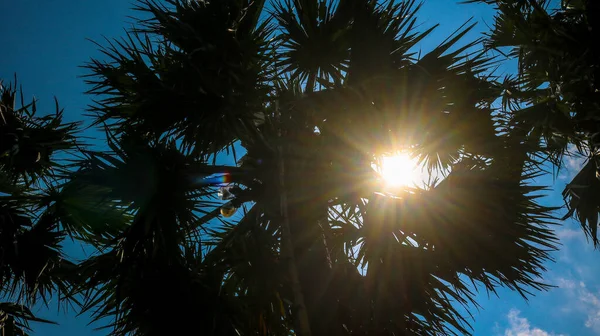 Природа Бенгалії Зберіть Сік Пальмового Дерева Спекотний День Єса Сонця — стокове фото