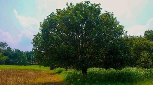 Gran Árbol Mango Con Cabeza Alto —  Fotos de Stock