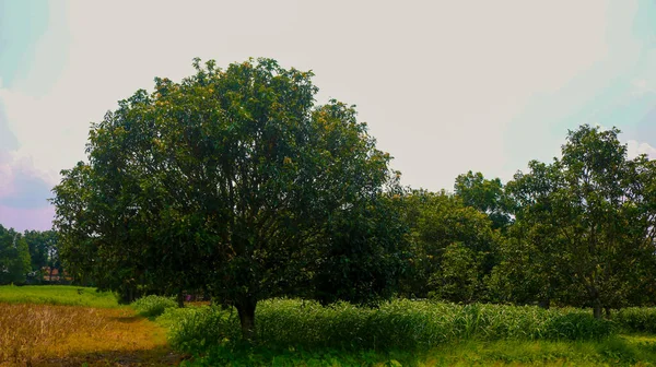 Stort Mango Træ Står Med Hovedet Højt Smukt Landskab Bangladesh - Stock-foto