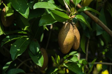 Diospyros peregrina. Bahçede büyüyen Diospyros renk değişimi (Bilati Gab). Meyve (böğürtlen) büyümesi, olgunluk ve besin bileşimi Diospyros peregrina Gurke ve bilati Gab