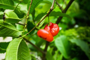 Syzygium samarangense, Myrtaceae familyasından bir bitki türüdür ve meyvesi çan şeklinde, yenilebilir bir meyvedir.,