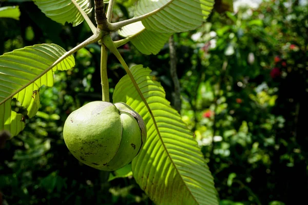 Chalta Hanging Tree Dillenia Indica Commonly Known Elephant Apple Species — Stock Photo, Image