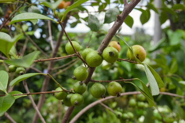 Una Mano Che Mostra Ficus Racemosa Popolarmente Noto Come Albero — Foto Stock