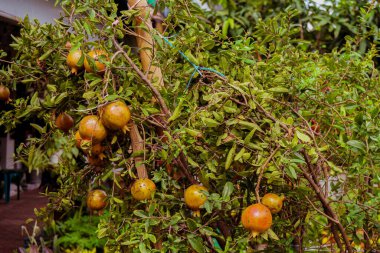 Bahçenizde yetişen nar (Punica granatum). Bangladeş 'te Dalim, Bedana ve Anaar için yatak çağrısı
