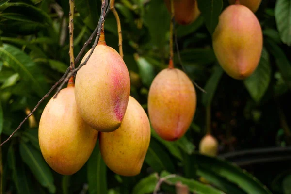 Mango rows in the garden. Red ripe mango enhances the beauty of the garden. Ripe mango is a favorite of everyone.