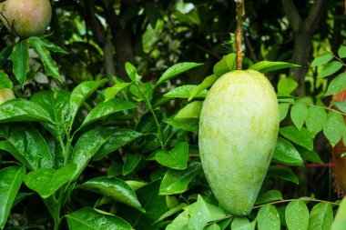 Mango bahçede asılı duruyor. Çiğ ve olgun mango. Bu lezzetli bir meyve. Mango tüm dünya insanları için çok değerlidir. Hem çiğ hem de olgun mangoları yemek çok eğlencelidir. Bangladeş 'te birçok mango bahçesi vardır..