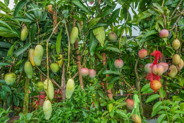 A beautiful Mango hanging on the mango tree. This is a delicious fruit. Mango is very dear to all the people of the world.