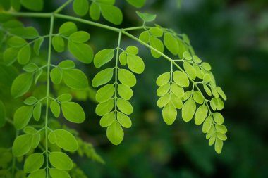 Doğal yeşil Moringa yaprakları bahçede, yeşil arka planda. Moringa, yapraklar (Moringa oleifera Lamk.)