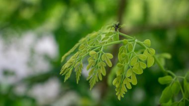 Doğal Moringa, Ağaç Yeşil Arkaplanı terk eder. Taze yeşil Moringa yaprakları.