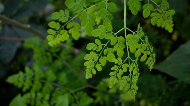 Doğal yeşil Moringa yaprakları bahçede, yeşil arka planda. Moringa, yapraklar (Moringa oleifera Lamk.)