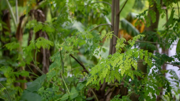 Natuurlijke Groene Moringa Bladeren Tuin Groene Achtergrond Moringa Bladeren Moringa — Stockfoto