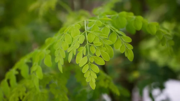 Přírodní Moringa Listy Strom Zelené Pozadí — Stock fotografie