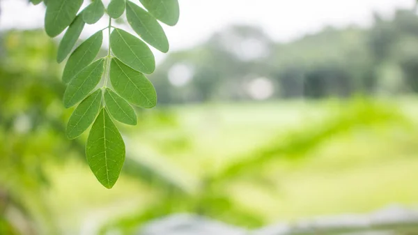 Přírodní Zelená Moringa Listy Zahradě Zelené Pozadí Moringa Listy Moringa — Stock fotografie