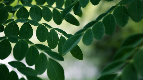 Přírodní Moringa Opouští Zelené Pozadí Mladý Moringa Listy Přírodě Světlo — Stock fotografie