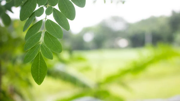 自然のモリンガは緑の背景を残します 若いモリンガは自然光の中で葉 代替医療植物 — ストック写真