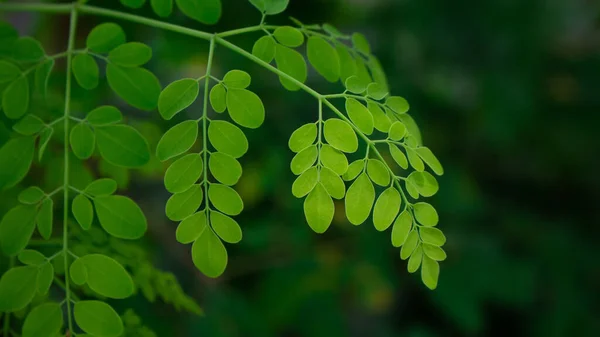 Přírodní Moringa Opouští Zelené Pozadí Mladý Moringa Listy Přírodě Světlo — Stock fotografie