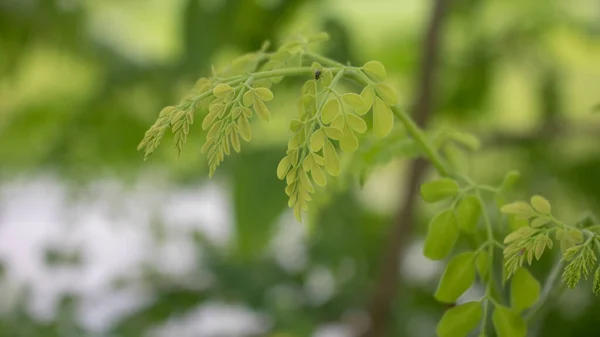 Přírodní Moringa Listy Strom Zelené Pozadí Čerstvé Listy Moringa Zelené — Stock fotografie