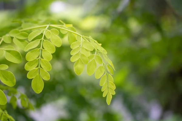 Přírodní Moringa Listy Strom Zelené Pozadí Čerstvé Listy Moringa Zelené — Stock fotografie