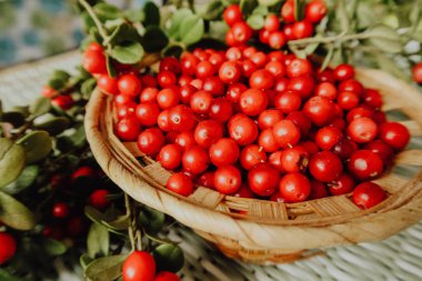 Kırmızı Lingored İsveç kirazı ormanın içinde. Fuska Avrasya flora, ormandaki orman lingonberry.nberry. Fuska Avrasya flora, orman İsveç kirazı