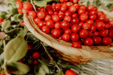 Kırmızı Lingored İsveç kirazı ormanın içinde. Fuska Avrasya flora, ormandaki orman lingonberry.nberry. Fuska Avrasya flora, orman İsveç kirazı
