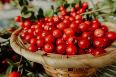 Kırmızı Lingored İsveç kirazı ormanın içinde. Fuska Avrasya flora, ormandaki orman lingonberry.nberry. Fuska Avrasya flora, orman İsveç kirazı