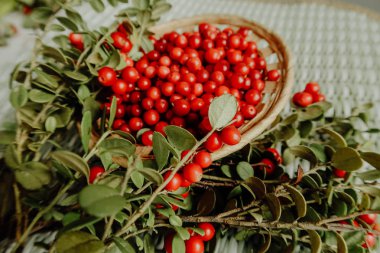 Kırmızı Lingored İsveç kirazı ormanın içinde. Fuska Avrasya flora, ormandaki orman lingonberry.nberry. Fuska Avrasya flora, orman İsveç kirazı