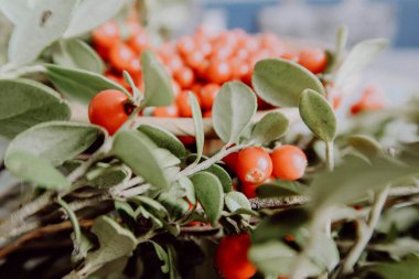 Kırmızı Lingored İsveç kirazı ormanın içinde. Fuska Avrasya flora, ormandaki orman lingonberry.nberry. Fuska Avrasya flora, orman İsveç kirazı