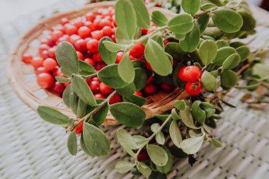 Kırmızı Lingored İsveç kirazı ormanın içinde. Fuska Avrasya flora, ormandaki orman lingonberry.nberry. Fuska Avrasya flora, orman İsveç kirazı