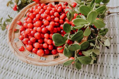 Kırmızı Lingored İsveç kirazı ormanın içinde. Fuska Avrasya flora, ormandaki orman lingonberry.nberry. Fuska Avrasya flora, orman İsveç kirazı
