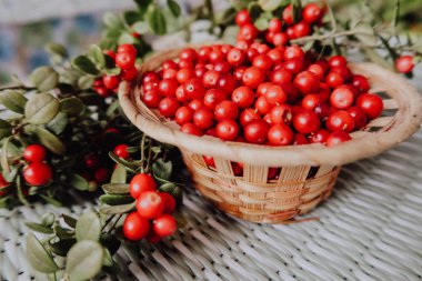 Kırmızı Lingored İsveç kirazı ormanın içinde. Fuska Avrasya flora, ormandaki orman lingonberry.nberry. Fuska Avrasya flora, orman İsveç kirazı