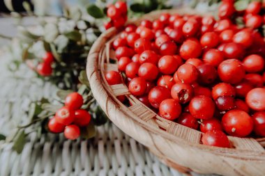 Kırmızı Lingored İsveç kirazı ormanın içinde. Fuska Avrasya flora, ormandaki orman lingonberry.nberry. Fuska Avrasya flora, orman İsveç kirazı