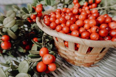 Kırmızı Lingored İsveç kirazı ormanın içinde. Fuska Avrasya flora, ormandaki orman lingonberry.nberry. Fuska Avrasya flora, orman İsveç kirazı