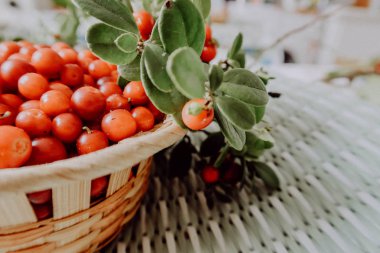 Kırmızı Lingored İsveç kirazı ormanın içinde. Fuska Avrasya flora, ormandaki orman lingonberry.nberry. Fuska Avrasya flora, orman İsveç kirazı