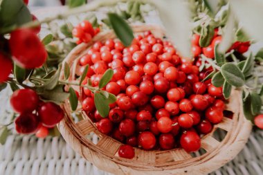 Kırmızı Lingored İsveç kirazı ormanın içinde. Fuska Avrasya flora, ormandaki orman lingonberry.nberry. Fuska Avrasya flora, orman İsveç kirazı