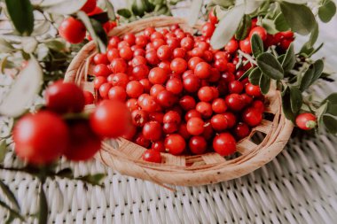 Kırmızı Lingored İsveç kirazı ormanın içinde. Fuska Avrasya flora, ormandaki orman lingonberry.nberry. Fuska Avrasya flora, orman İsveç kirazı