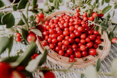 Kırmızı Lingored İsveç kirazı ormanın içinde. Fuska Avrasya flora, ormandaki orman lingonberry.nberry. Fuska Avrasya flora, orman İsveç kirazı